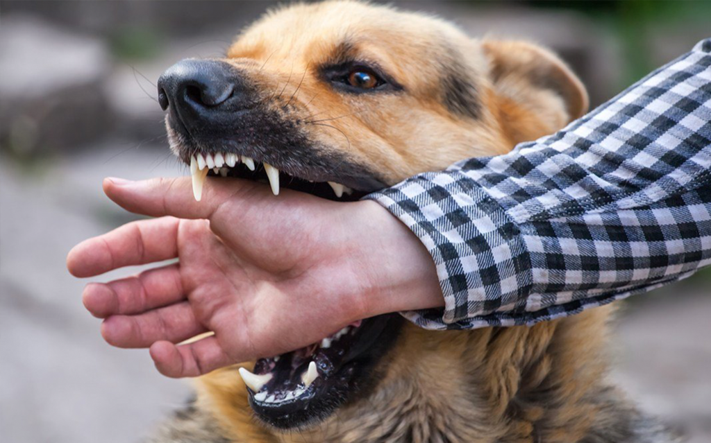 Las Vegas Dog Bite Attorney - Abogado Accidente Vegas
