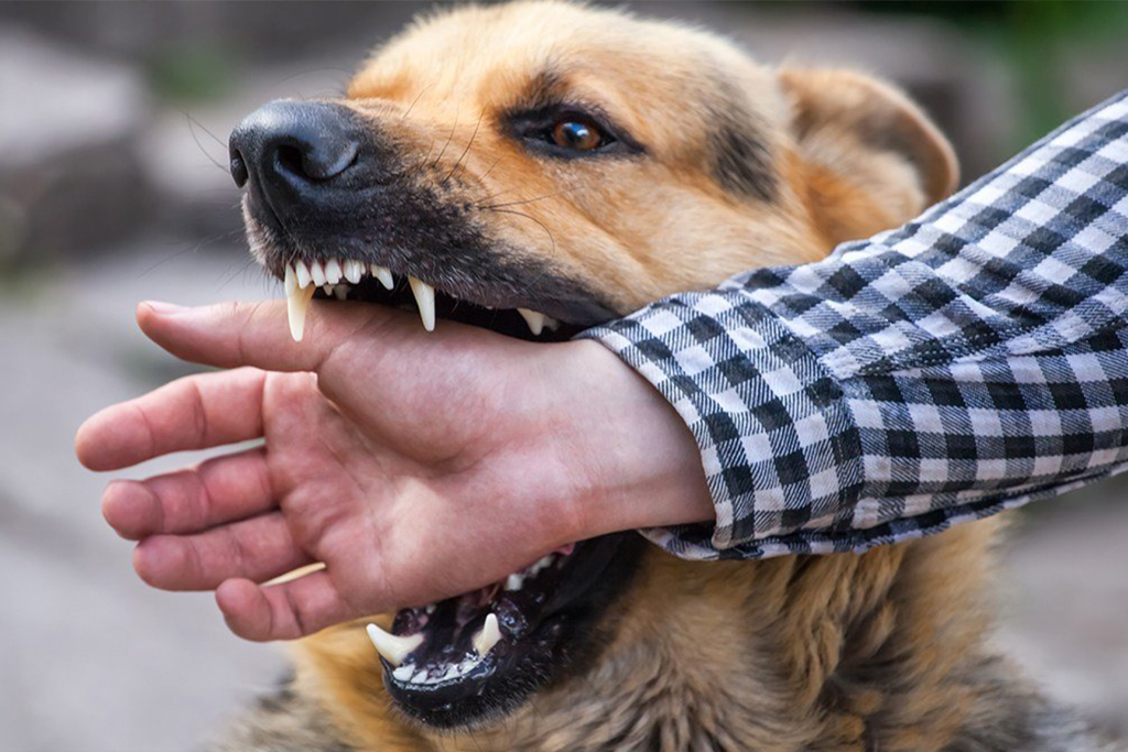 Best Las Vegas Personal Injury Attorney - dog bites